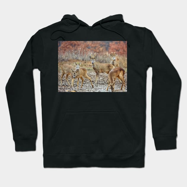 Roe deer family Hoodie by naturalis